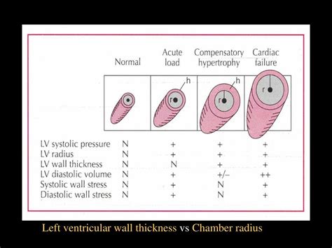 lv wall thickness measurement|left ventricular wall thickness chart.